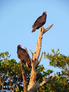 Birds scavenger