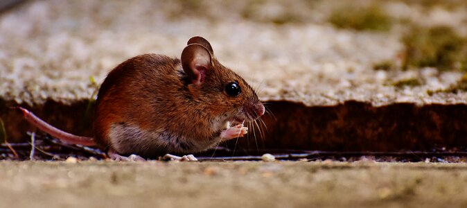 Mammal nager nature