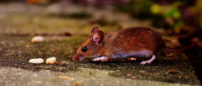 Mammal nager nature