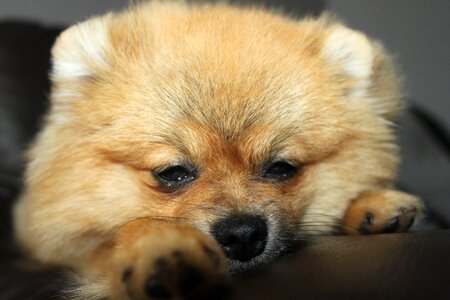 Spitz miniature dog dog house