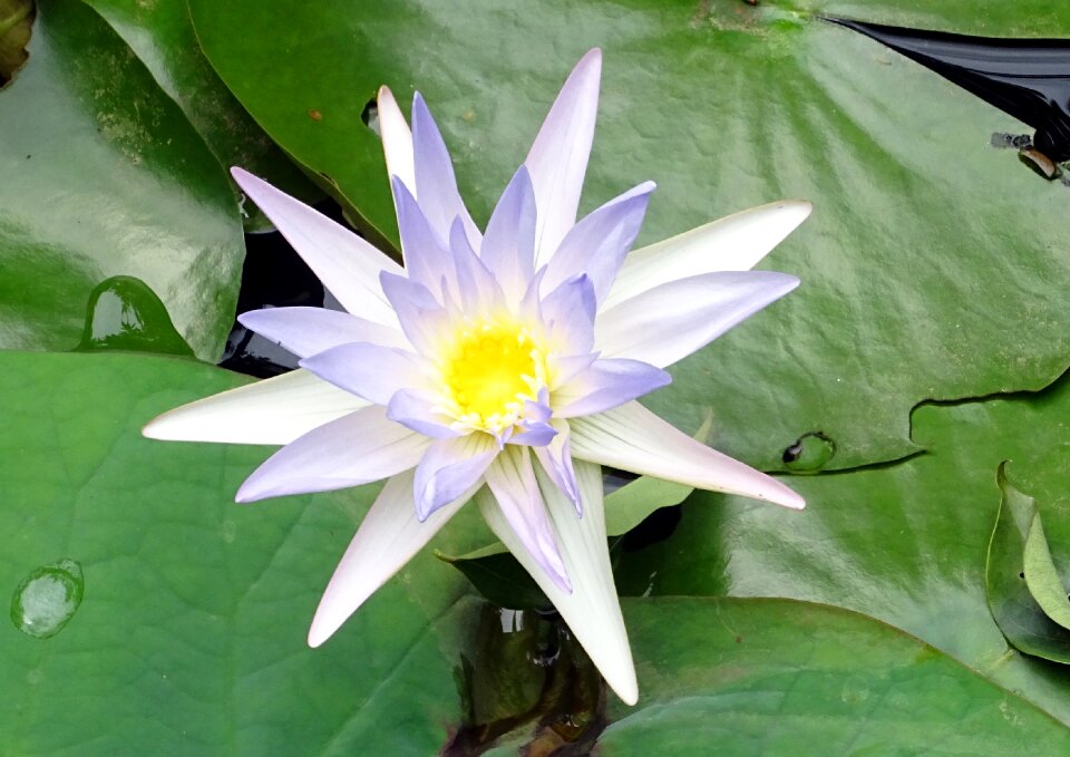 Blue water lily sacred blue lily nymphaeaceae