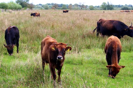 Graze nature horns