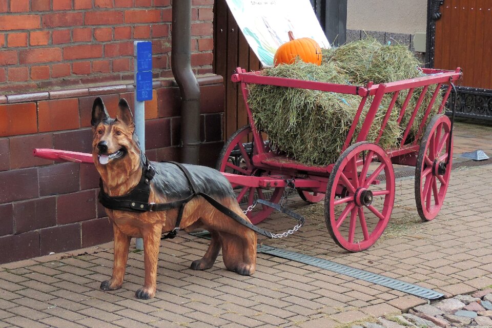 Cannon cars hay pumpkin