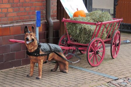 Cannon cars hay pumpkin