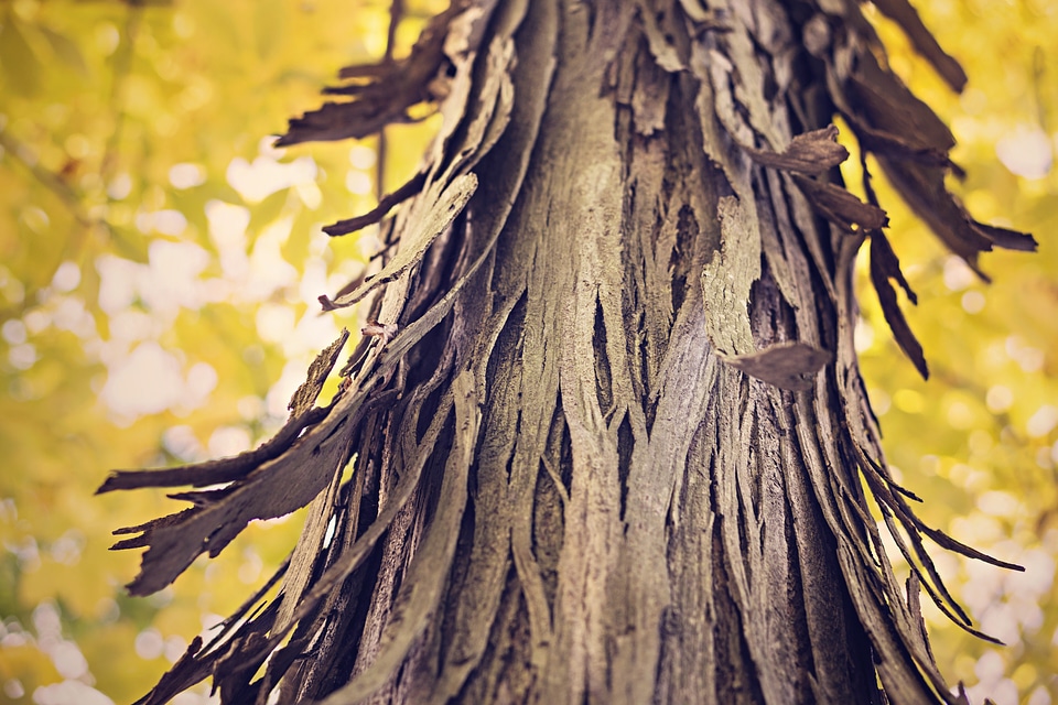 Nature forest tree trunk