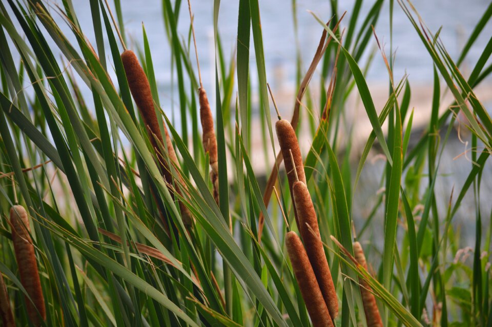 Lake-life outdoors plant