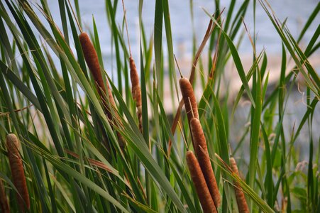 Lake-life outdoors plant