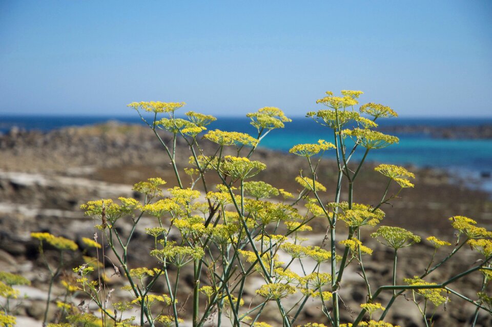Maritime landscape vegetation nature