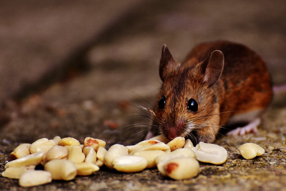 Mammal nager nature