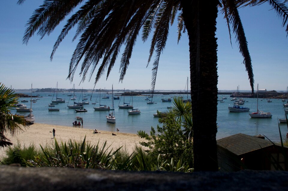 Palm seaside sandy beach