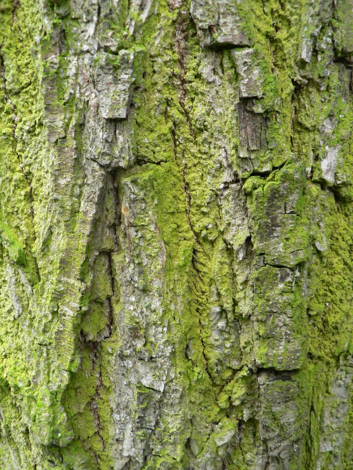 Moss invoice trunk