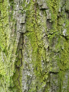 Moss invoice trunk photo