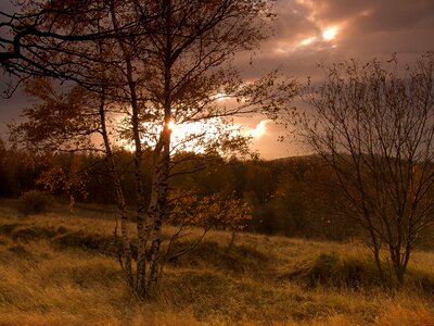 Landscape tree sunset