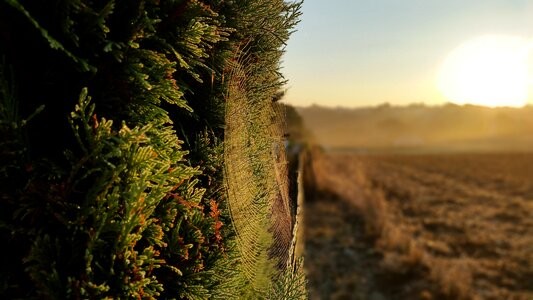 Sunrise spider web field