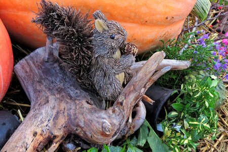 Squirrel pumpkin plant