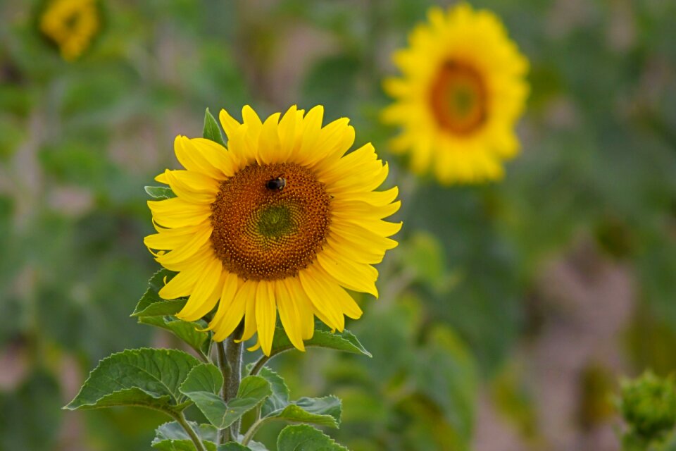 Insect summer yellow