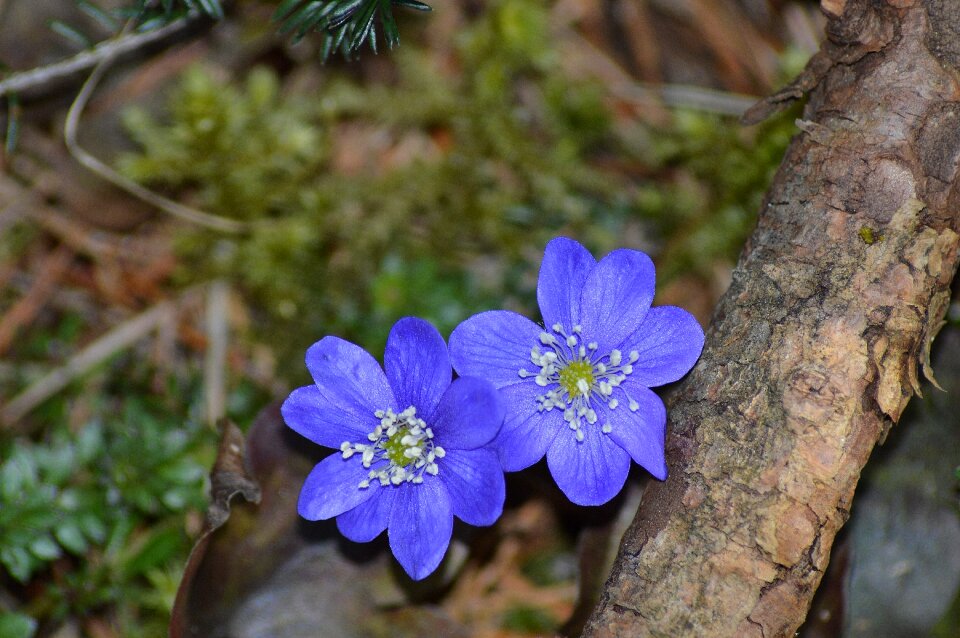 Anemone nature bloom