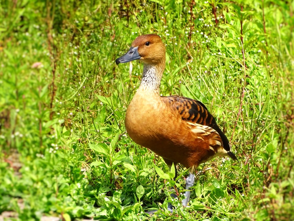 Bird wild water