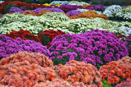 Flower glade flower carpet chrysanthemum