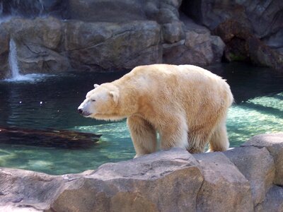 Arctic animal endangered