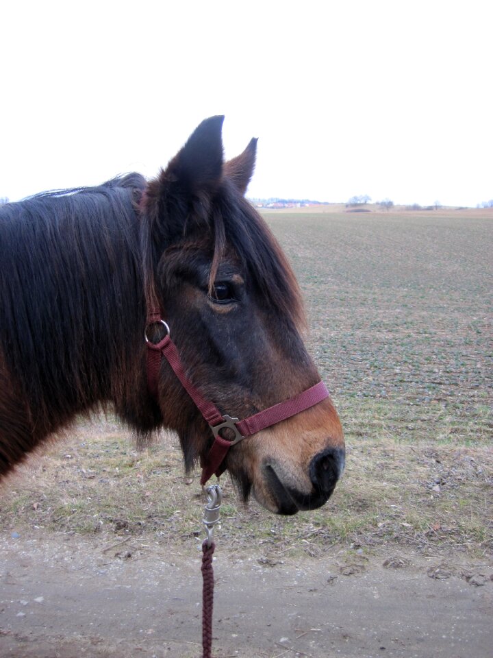 Halter animal horse head