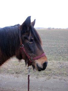 Halter animal horse head