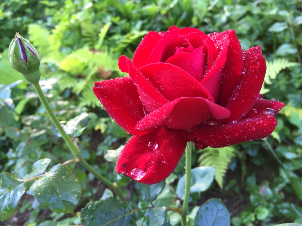 Red flower red nature