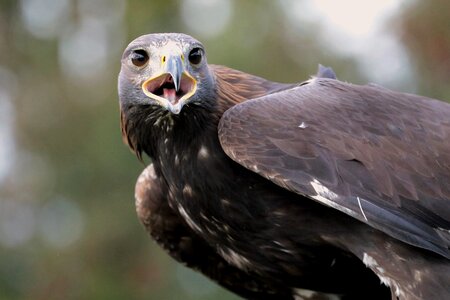 Bird nature animal