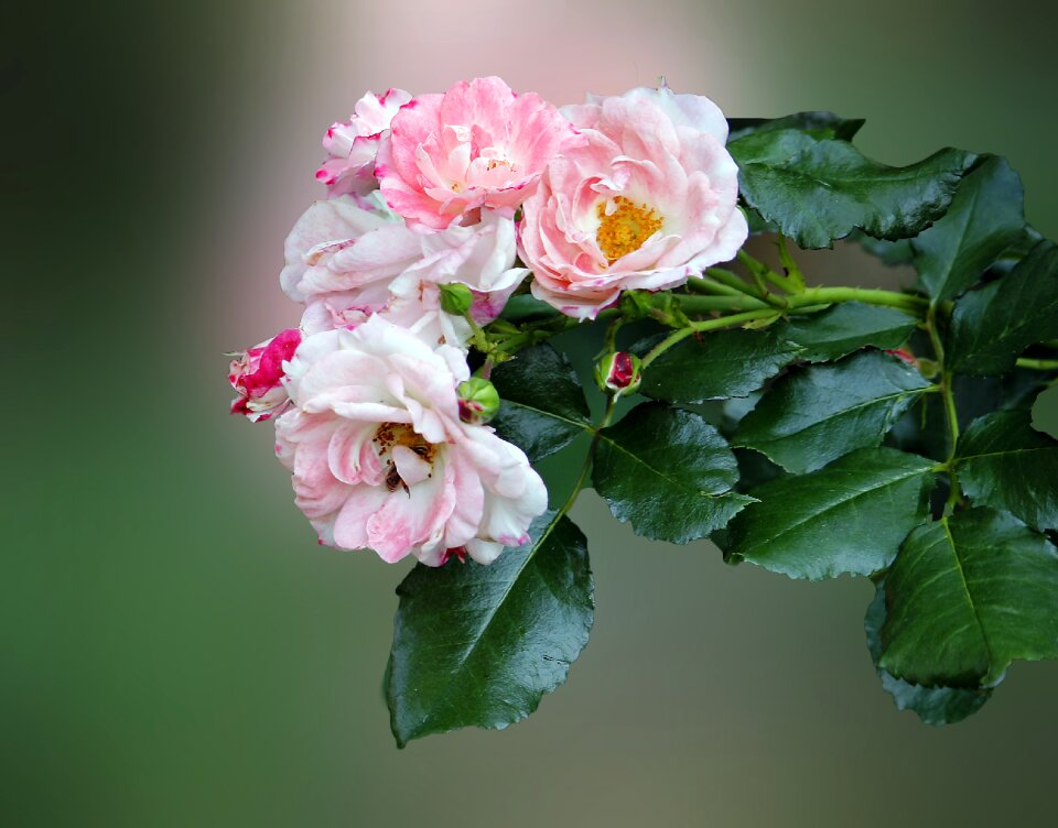 Pink flower garden roses rose bloom