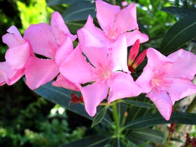 Pink flowers plant photo