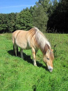 Horse animal meadow