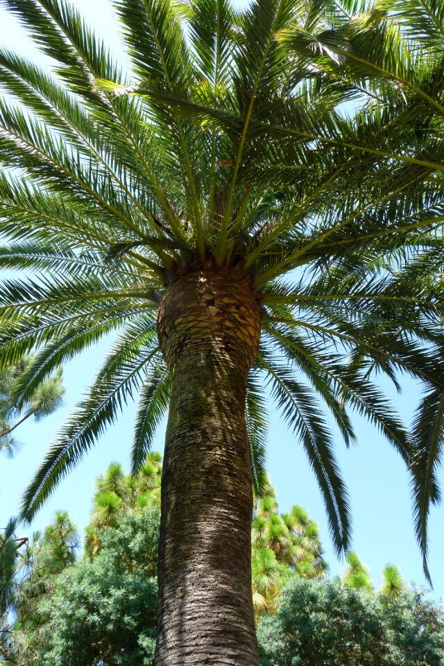 Palm trees holiday spain