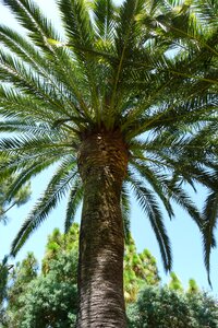 Palm trees holiday spain