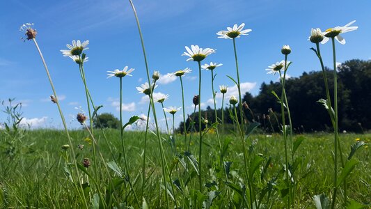 Flower meadow summer wild flowers photo