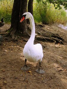 Bird animal nature
