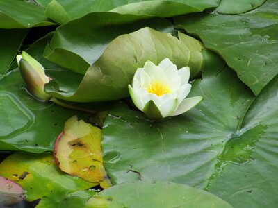 Park flower summer