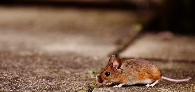 Mammal nager nature
