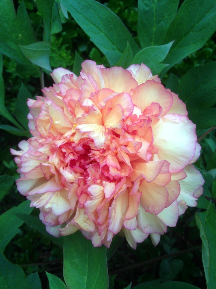 Rose flower rose blooms