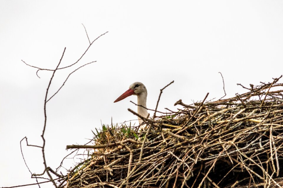 Mast bird white photo