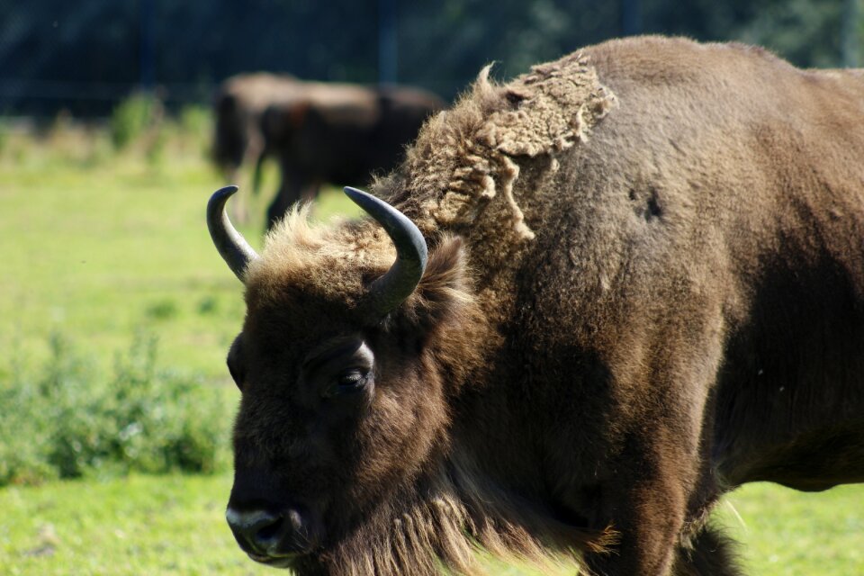 Animal nature mammal