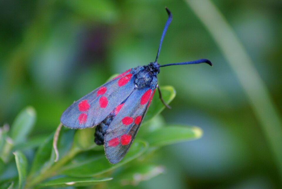 Insect animal summer