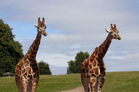 Nature animal outdoor