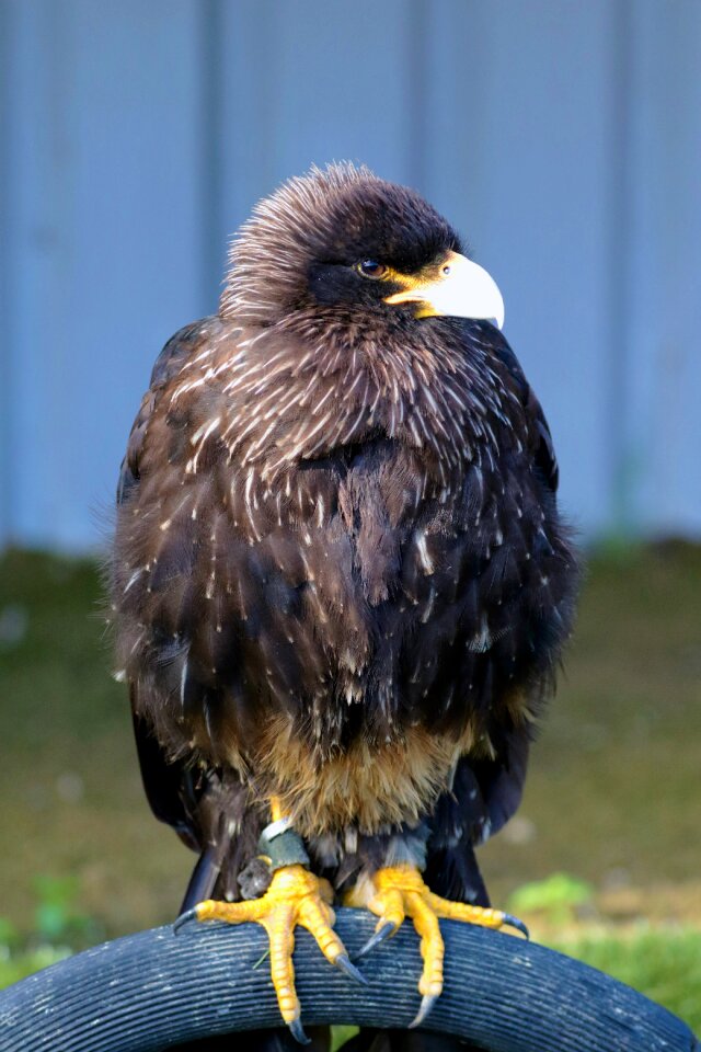 Animal wildlife crested
