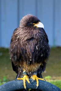 Animal wildlife crested photo