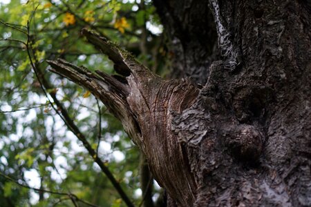 Old wood bark photo