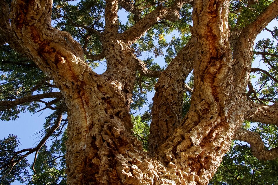 Evergreen tree trees