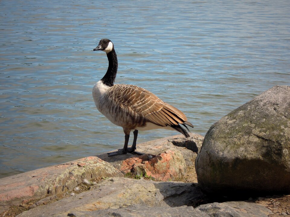 Bird branta canadensis big bird