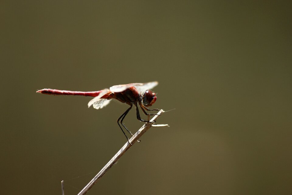 Dragonfly fly animal