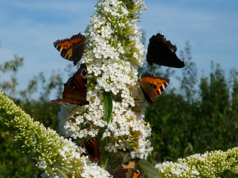 Nature buddleja davidii summer lilac