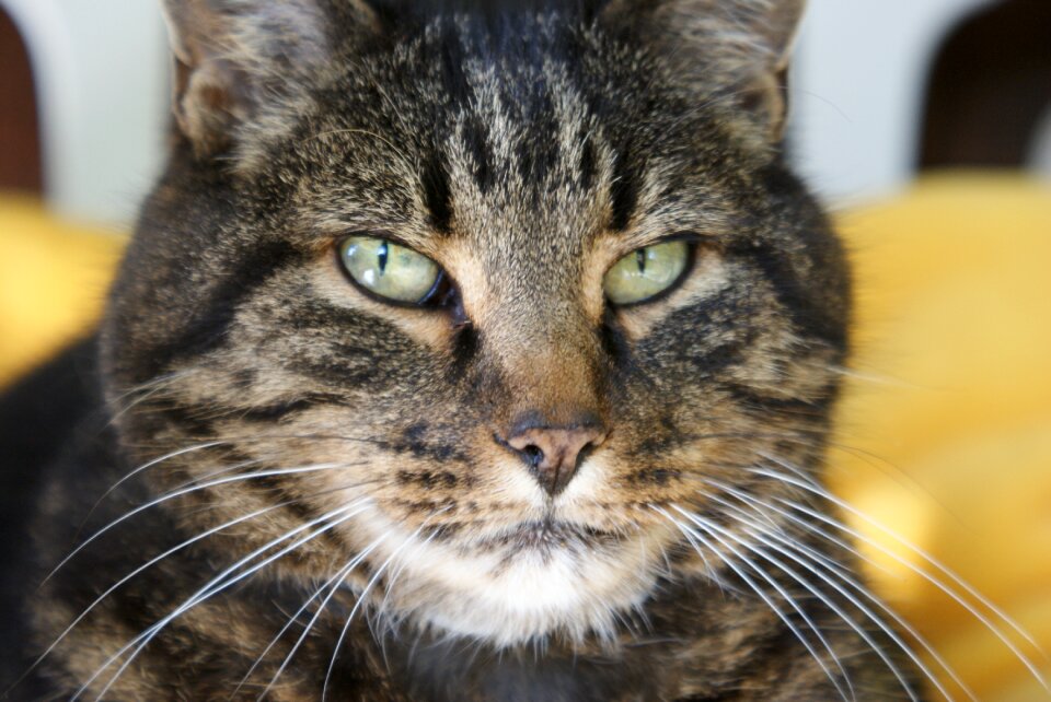 Domestic cat cat's eyes sweet